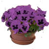 Kwiaty